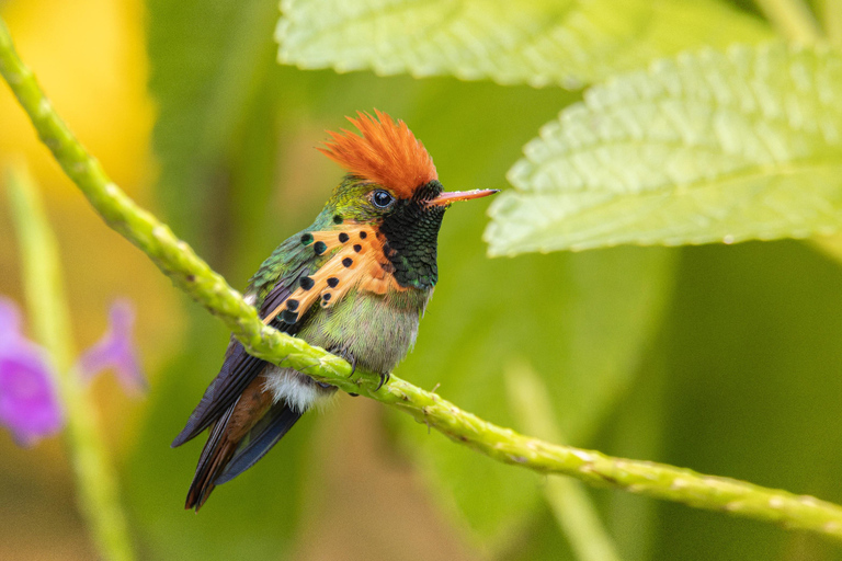 Visita al Jardín del Colibrí y la Piscina Natural