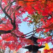 Kyoto Private Custom Tour with Hotel Pickup & Expert Guide Kyoto Private Custom Tour with Hotel Pickup & Expert Guide