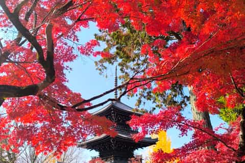 Kyoto Private Custom Tour with Hotel Pickup & Expert Guide - Image 3