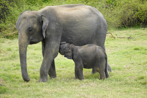 Eco-Friendly Minneriya Elephant Safari & Herbal Garden Tour