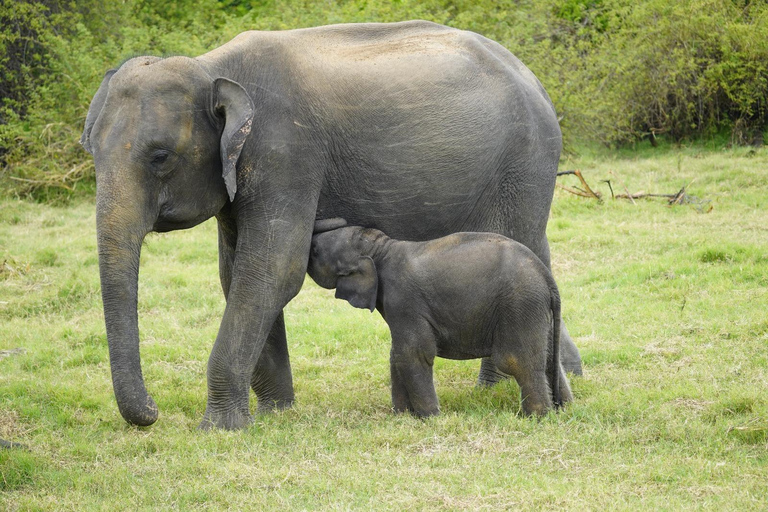 Eco-Friendly Minneriya Elephant Safari & Herbal Garden Tour