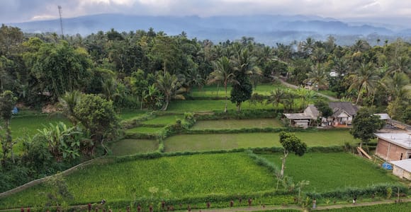Tetebatu Rice Terraces, Waterfall & Monkey Forest Tour