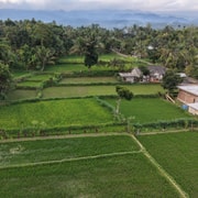 Tetebatu Rice Terraces, Waterfall & Monkey Forest Tour Tetebatu Rice Terraces, Waterfall & Monkey Forest Tour