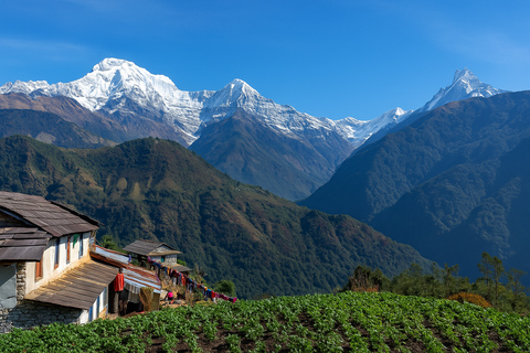 Pokhara: 5-Day Sikles & Kori Danda Trek with Meals