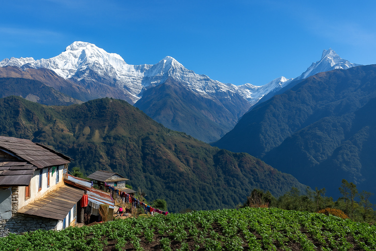 Pokhara: 5-Day Sikles & Kori Danda Trek with Meals