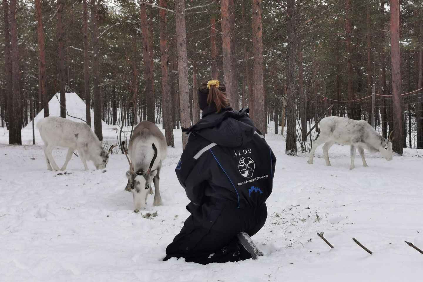 Karasjok: Reindeer Feeding Experience