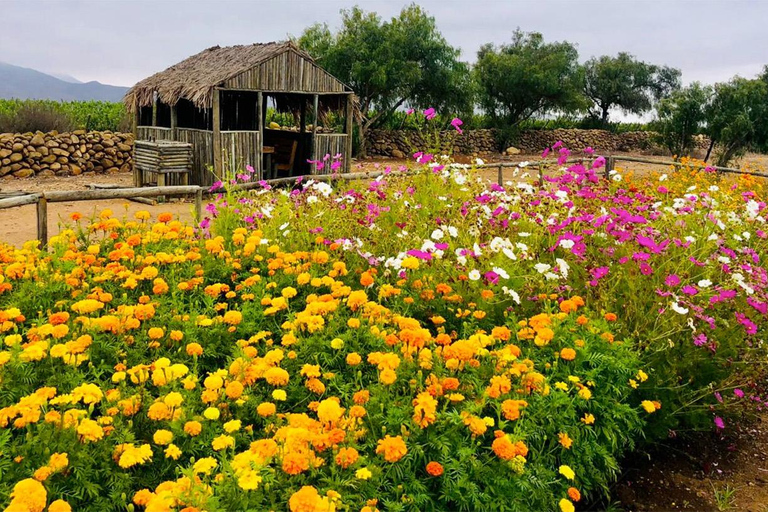 Tour VIÑA CONCHA Y TORO + CASA MARQUES - Chile, from Santiago.
