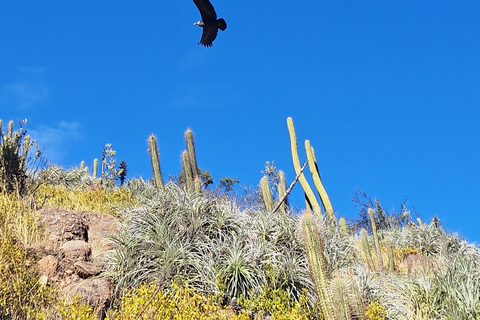 Andes Day Hike from Santiago: Summit Alto del Naranjo