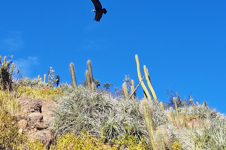 Andes Day Hike from Santiago: Summit Alto del Naranjo