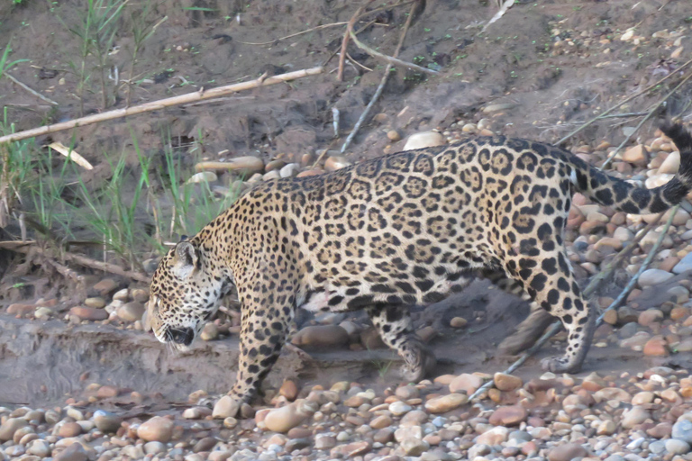 Puerto Maldonado: Tambopata Expeditions 4 Days (expeditions) Puerto Maldonado: Tambopata Expeditions 4 days (expeditions)