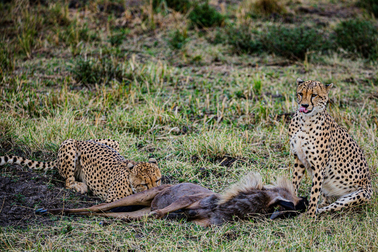 Arusha: 6-Day Safari to Tarangire, Serengeti, and Ngorongoro