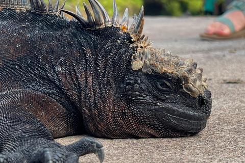 3 incredibili tour di un giorno nell&#039;arcipelago delle Galapagos