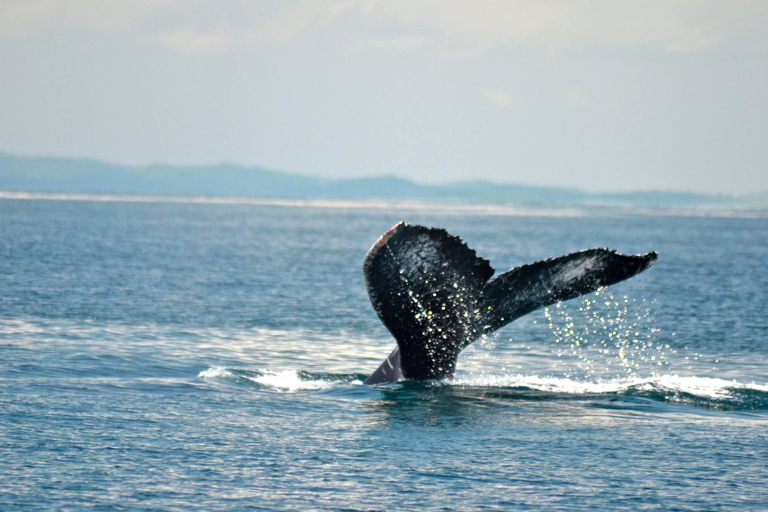 Pedasí: Full-Day Fishing Trip with Boat and Captain