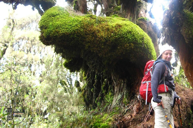 OUGANDA RWENZORI - WATERFALLS &amp; MONTANE ALLURE | Randonnée de 6 jours