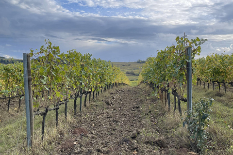San Gimignano: Vineyard and Cellar Tour with Wine Tasting