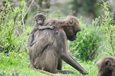 From Addis: Blue Nile Gorge, Baboons & Waterfalls