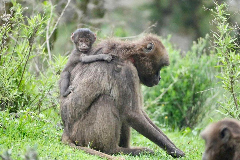From Addis: Blue Nile Gorge, Baboons & Waterfalls