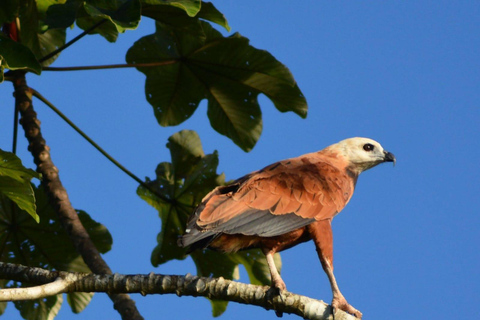 Manaus Amazon Kabanas Jungle Survival Tour 7 dagar &amp; 6 kvällar