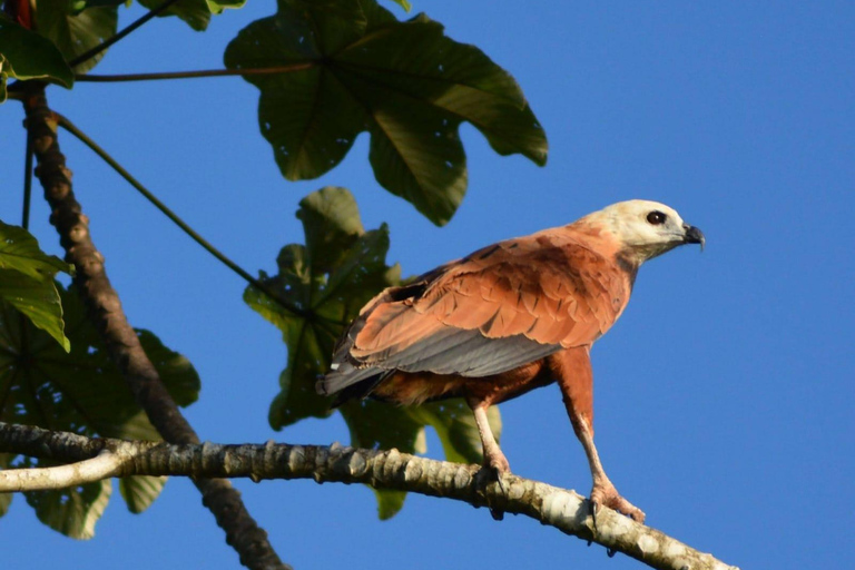 Manaus Amazon Kabanas Jungle Survival Tour 7 dagar &amp; 6 kvällar