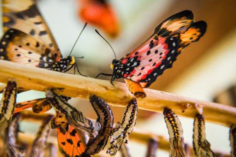 زنجبار: جولة في المدينة الحجرية وغابة جوزاني ومركز الفراشاتهذا الخيار، الاستقبال من فنادق المدينة
