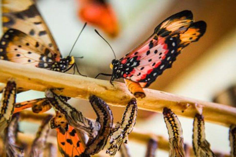 زنجبار: جولة في المدينة الحجرية وغابة جوزاني ومركز الفراشاتهذا الخيار، الاستقبال من فنادق المدينة