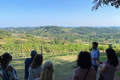 Tasting in a Vineyard with transfer from Pisa