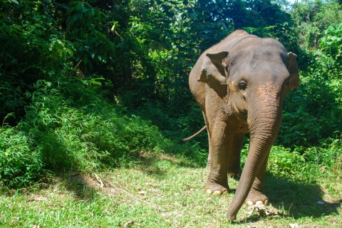 Khao Lak: ethische olifantenopvangervaringKhao Lak: ervaring met olifantenverzorging