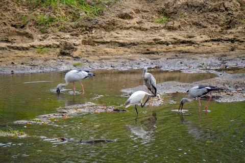 Minneriya: Private Bird Photography Tour with Guide