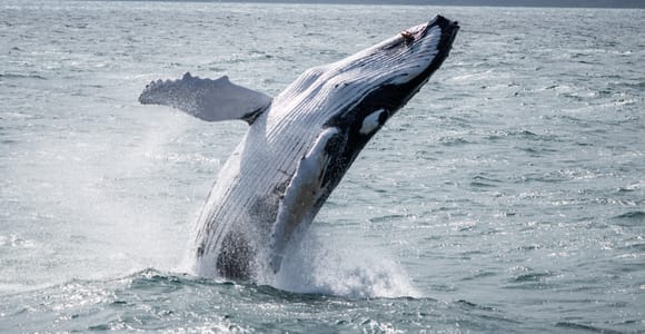Húsavík: Whale Watching Tour with Heated Indoor Seating