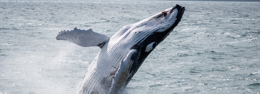 Húsavík : observation des baleines – Entreprise familiale avec sièges intérieurs
