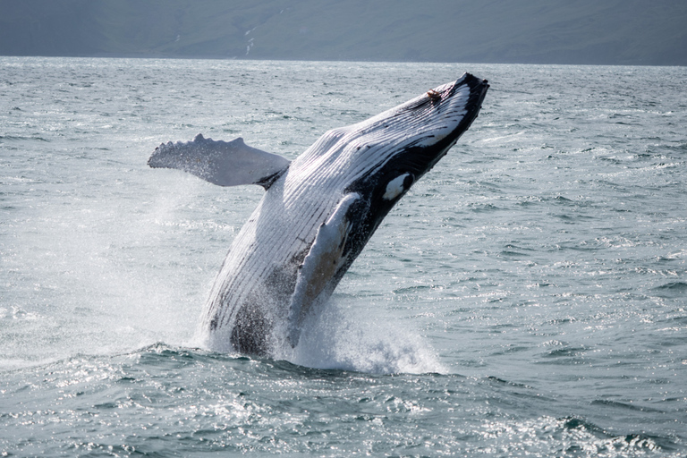 Húsavík: Whale Watching Tour with Heated Indoor Seating