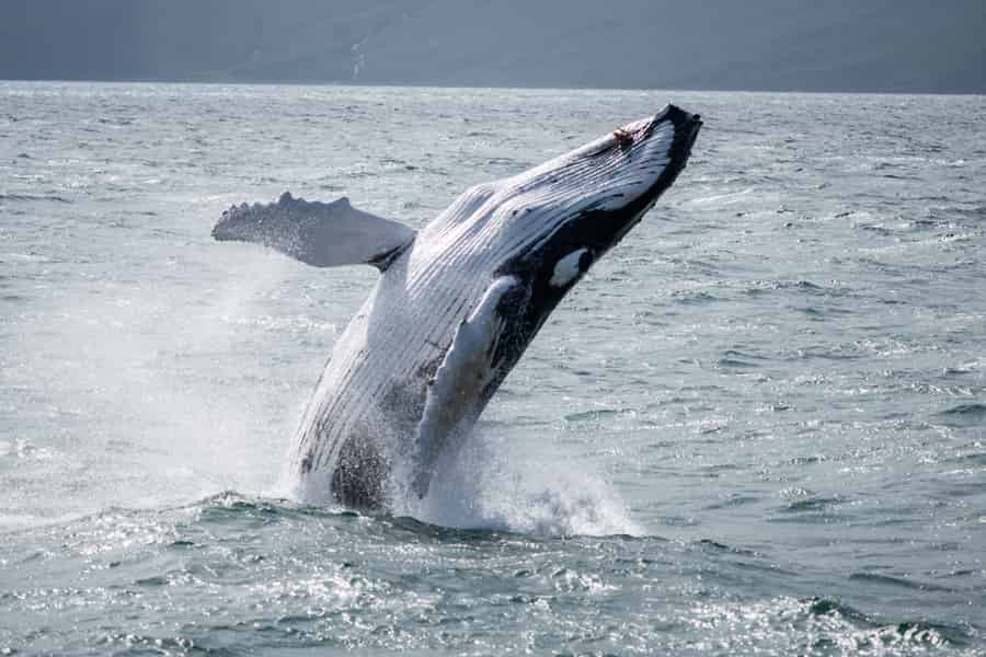 Húsavík: Walbeobachtung – Familienbetrieb mit Innenplätzen. Foto: GetYourGuide