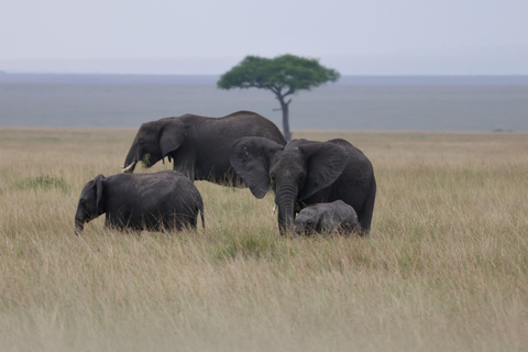 De Arusha: Visita a Tarangire, Serengeti e Lago Manyara