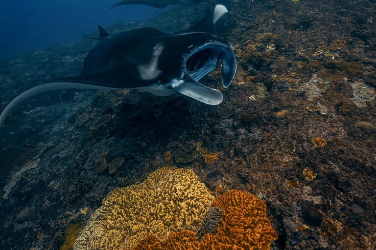 From Bali: Private Half-Day Snorkeling Tour to Nusa Penida Half Day Private Boat Trip with Hotel Transfers