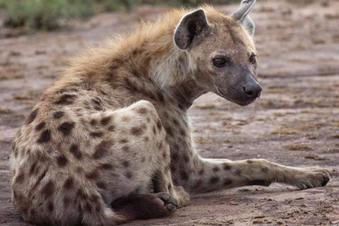 Löwen- und Safaripark: Pirschfahrt im offenen Fahrzeug