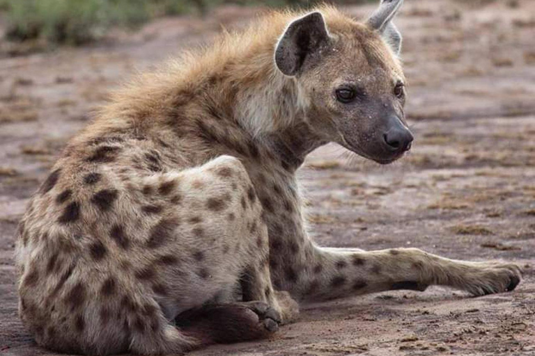 Parque del León y Safari: Safari en vehículo abierto