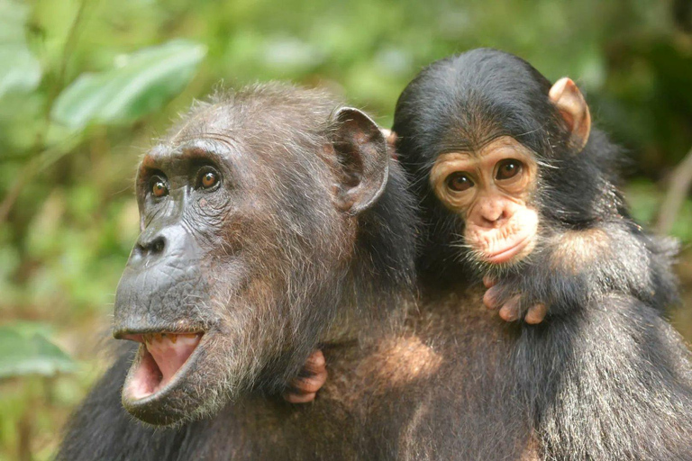 3-Day Kibale National Park Chimpanzee Tour