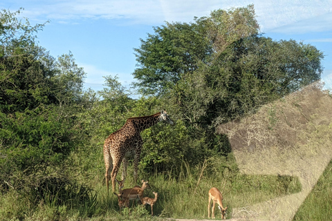 Kigali : Safari d&#039;une journée dans le parc national de l&#039;AkageraExcursion dans le parc national de l&#039;Akagera