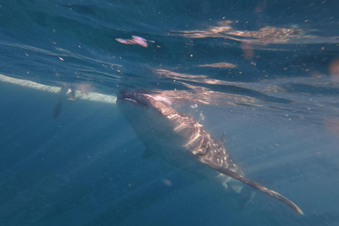 Cebu: Adventure Escape 4 Days & 3 Nights All-In Experience