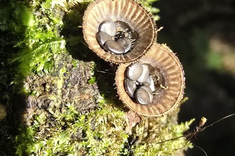 Sensory Botanical Experience in Paraty