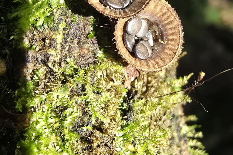 Sensory Botanical Experience in Paraty