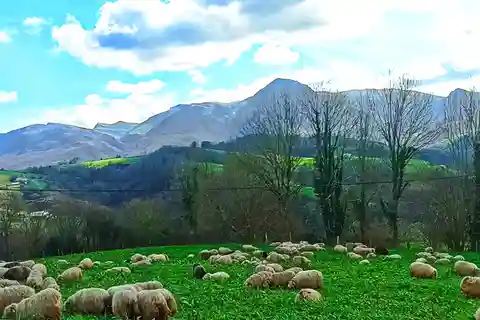Campo basco exclusivo