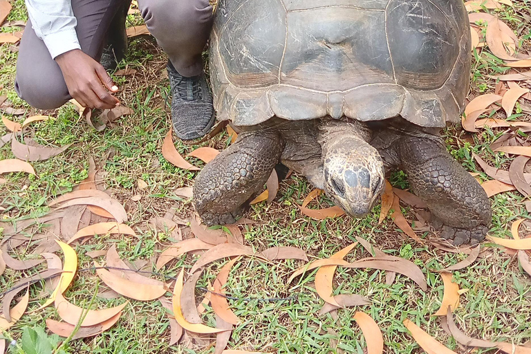 jozani forest tour and jozani reptile park