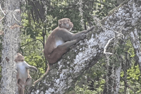 Silver Springs: Peixe-boi e macaco: passeio guiado de caiaque transparente