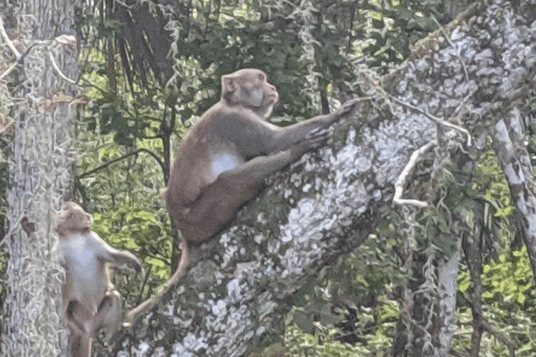 Silver Springs: Peixe-boi e macaco: passeio guiado de caiaque transparente