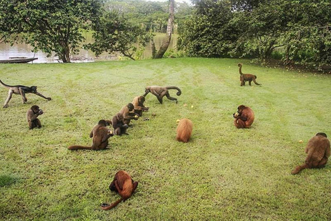 Aventura de un día completo en la Isla de los Monos.