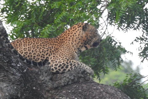 From Ella: Yala Safari & Drop-off Mrissa, waligama, Galle, Yala Elephants and Leopard safari Full day