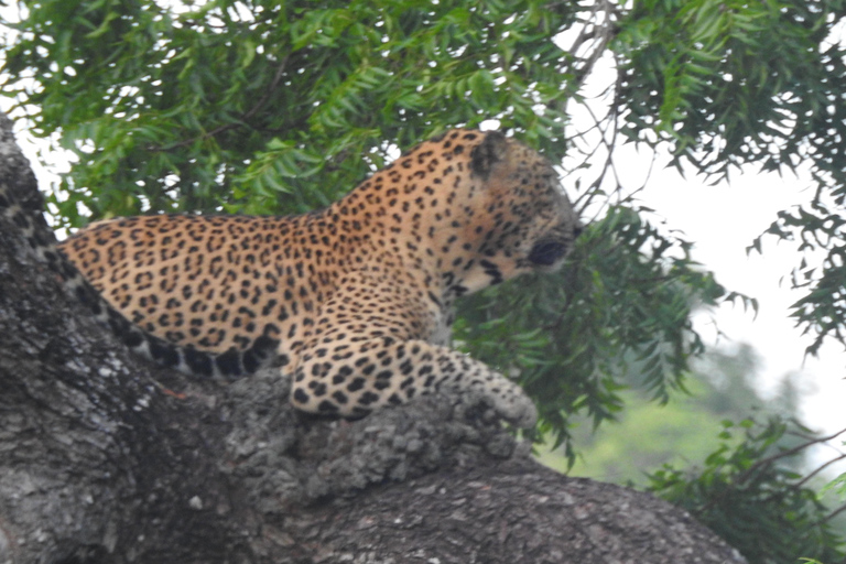 From Ella: Yala Safari & Drop-off Mrissa, waligama, Galle, Yala Elephants and Leopard safari Full day