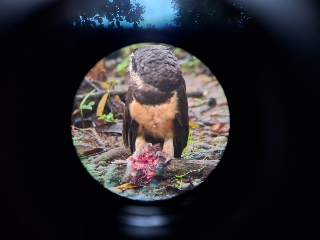 Visit Bird Watching at Juan Castro Blanco National Park in Selva Negra