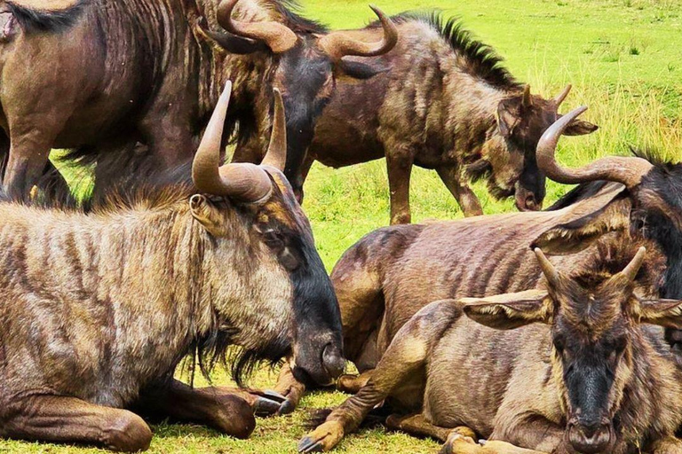 From Johannesburg: Rhino & Lion Nature Reserve Safari Tour